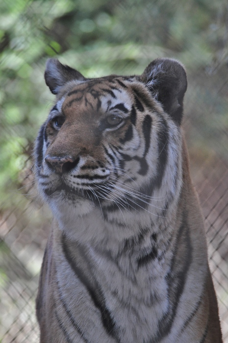 tiger